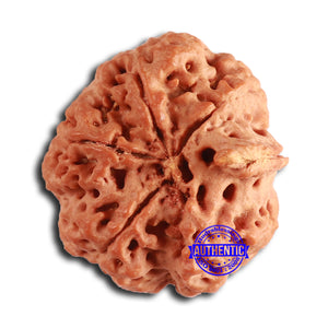 Nepalese Ganesh Rudraksha - Bead No. 263