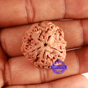 Nepalese Ganesh Rudraksha - Bead No. 263