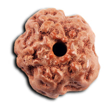 Load image into Gallery viewer, Non Mukhi Rudraksha from Indonesia - Bead No.26
