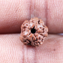 Load image into Gallery viewer, Non Mukhi Rudraksha from Indonesia - Bead No.26
