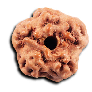 Non Mukhi Rudraksha from Indonesia - Bead No.29