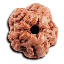 Load image into Gallery viewer, Non Mukhi Rudraksha from Indonesia - Bead No.26
