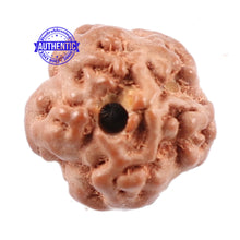 Load image into Gallery viewer, Non Mukhi Rudraksha from Indonesia - Bead No. 16
