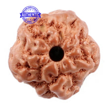 Load image into Gallery viewer, Non Mukhi Rudraksha from Indonesia - Bead No. 16
