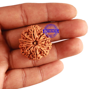 10 Mukhi Nepalese Rudraksha - Bead No 313