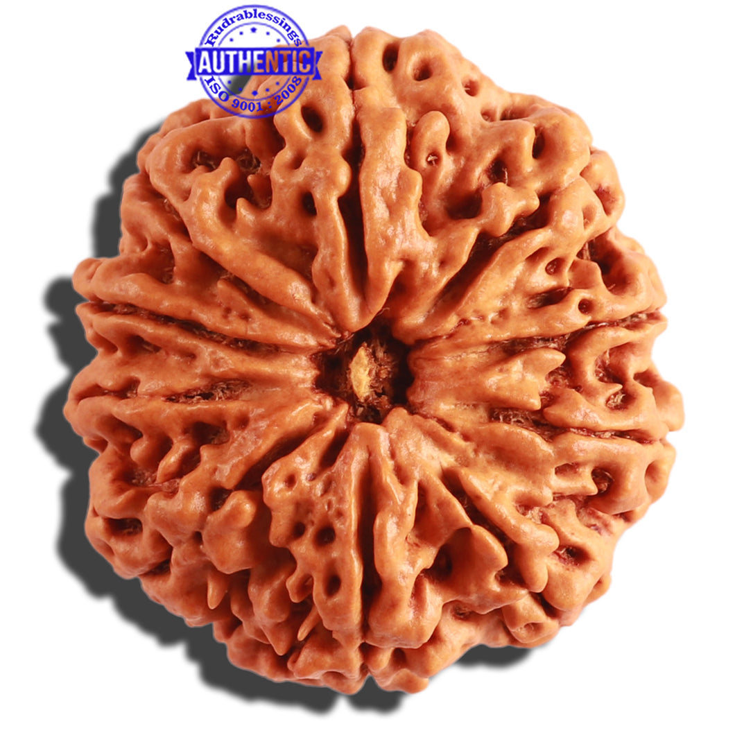 10 Mukhi Nepalese Rudraksha - Bead No 313