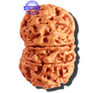 10 Mukhi Nepalese Rudraksha - Bead No 313