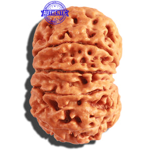 10 Mukhi Nepalese Rudraksha - Bead No 313