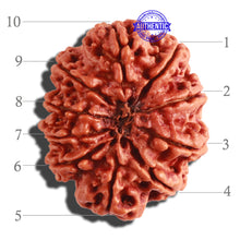 Load image into Gallery viewer, 10 Mukhi Ganesh Nepalese Rudraksha - Bead No. 315
