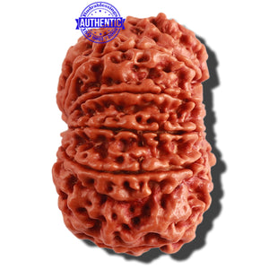 10 Mukhi Ganesh Nepalese Rudraksha - Bead No. 315