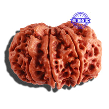 Load image into Gallery viewer, 10 Mukhi Ganesh Nepalese Rudraksha - Bead No. 315
