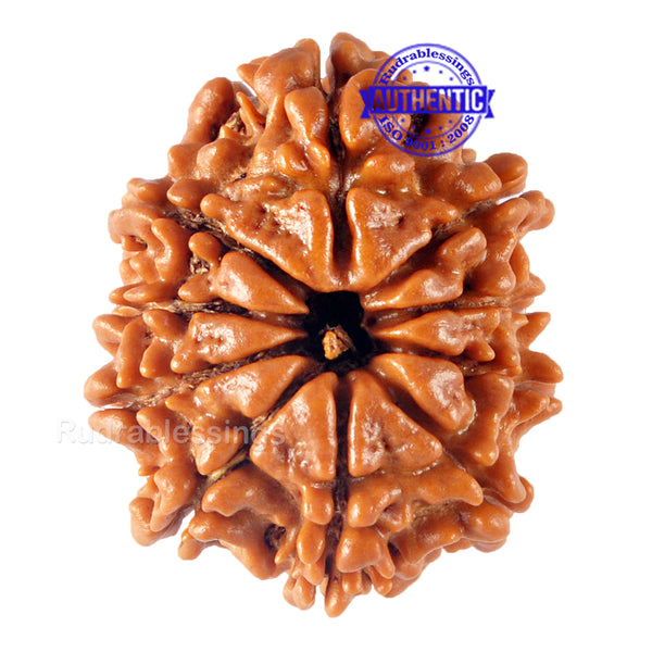 10 Mukhi Nepalese Rudraksha - Bead No 146