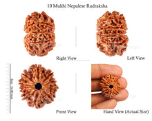 Load image into Gallery viewer, 10 Mukhi Nepalese Rudraksha - Bead No 147
