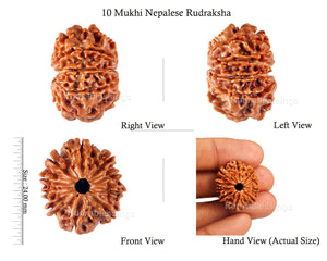 10 Mukhi Nepalese Rudraksha - Bead No 147