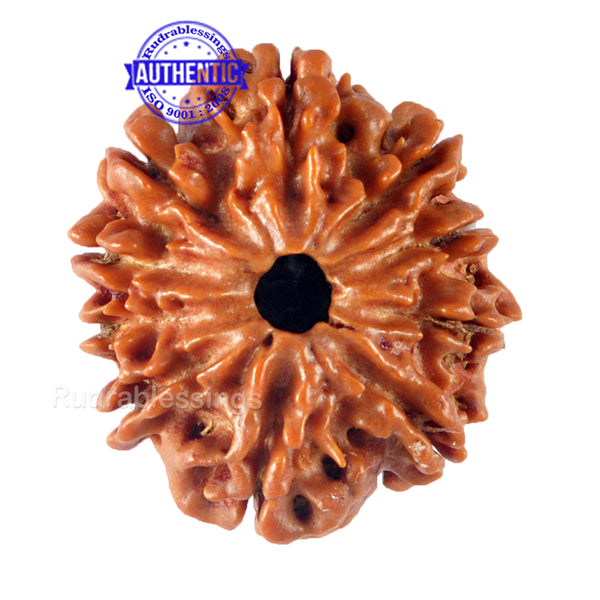 10 Mukhi Nepalese Rudraksha - Bead No 147