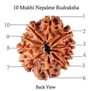 10 Mukhi Nepalese Rudraksha - Bead No 147