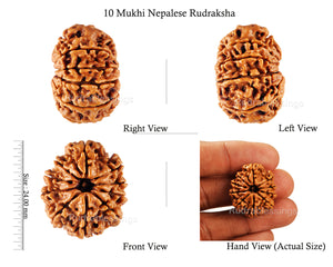 10 Mukhi Nepalese Rudraksha - Bead No 158