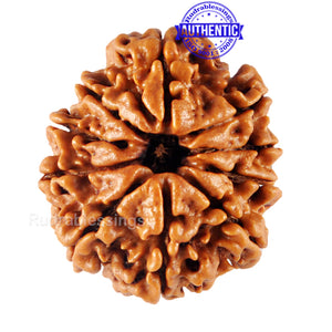 10 Mukhi Nepalese Rudraksha - Bead No 158