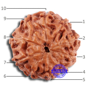 10 Mukhi Rudraksha from Indonesia - Bead No. 32