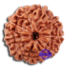 Load image into Gallery viewer, 10 Mukhi Rudraksha from Indonesia - Bead No. 32
