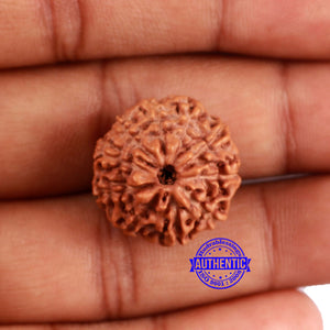 10 Mukhi Rudraksha from Indonesia - Bead No. 32