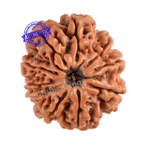 10 Mukhi Rudraksha From Indonesia Bead 23 – Rudra And, 56% OFF