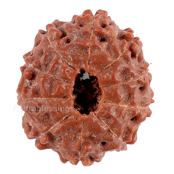 10 Mukhi Rudraksha from Indonesia - Bead No. 82