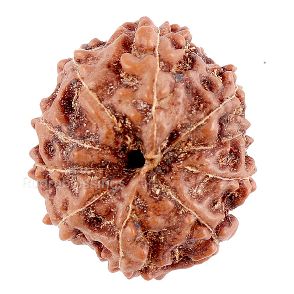 10 Mukhi Rudraksha from Indonesia - Bead No. 84