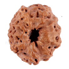 Load image into Gallery viewer, 10 Mukhi Rudraksha from Indonesia - Bead No. 85
