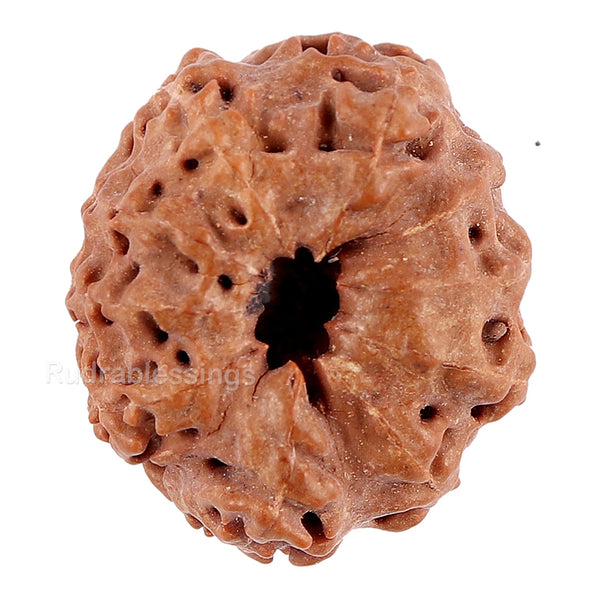 10 Mukhi Rudraksha from Indonesia - Bead No. 85