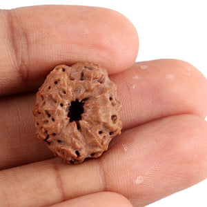 10 Mukhi Rudraksha from Indonesia - Bead No. 85