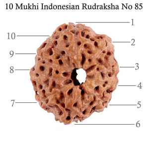 10 Mukhi Rudraksha from Indonesia - Bead No. 85