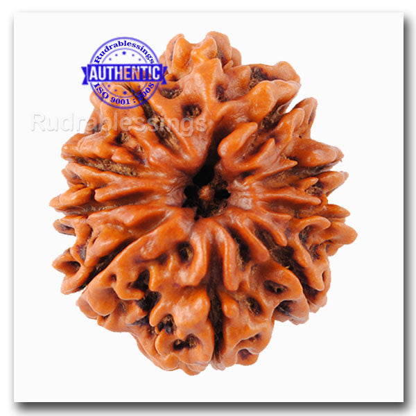 10 Mukhi Nepalese Rudraksha - Bead No. 1