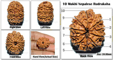 Load image into Gallery viewer, 10 Mukhi Nepalese Rudraksha - Bead No. 41
