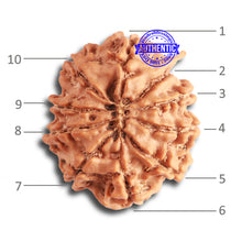 Load image into Gallery viewer, 10 Mukhi Nepalese Rudraksha - Bead No 342
