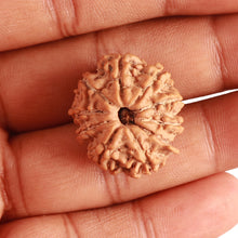 Load image into Gallery viewer, 10 Mukhi Nepalese Rudraksha - Bead No 342
