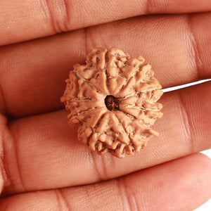 10 Mukhi Nepalese Rudraksha - Bead No 342