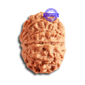 10 Mukhi Nepalese Rudraksha - Bead No 342