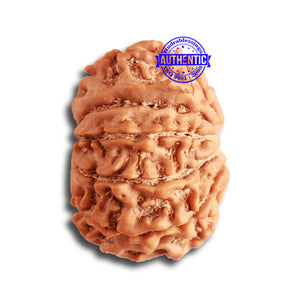 10 Mukhi Nepalese Rudraksha - Bead No 342