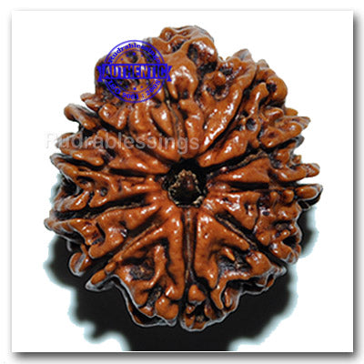 10 Mukhi Nepalese Rudraksha - Bead No. 23