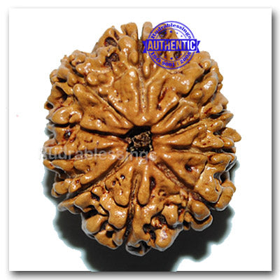 10 Mukhi Nepalese Rudraksha - Bead No. 28