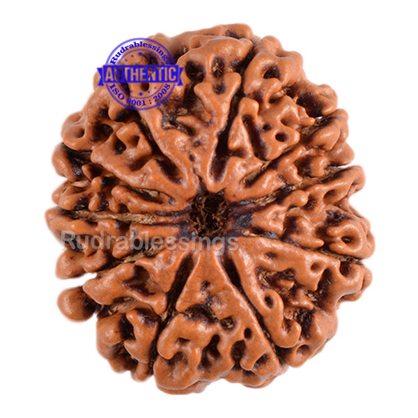 10 Mukhi Nepalese Rudraksha - Bead No. 106