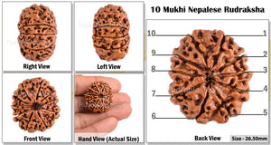 10 Mukhi Nepalese Rudraksha - Bead No. 106