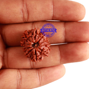 10 Mukhi Nepalese Rudraksha - Bead No. 114