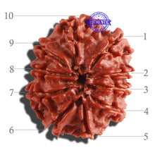 Load image into Gallery viewer, 10 Mukhi Nepalese Rudraksha - Bead No. 114
