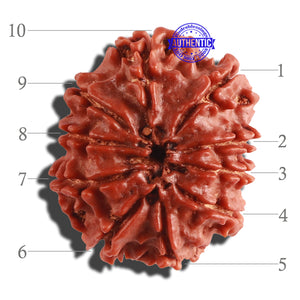 10 Mukhi Nepalese Rudraksha - Bead No. 114