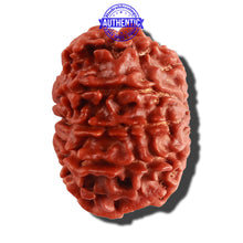 Load image into Gallery viewer, 10 Mukhi Nepalese Rudraksha - Bead No. 114
