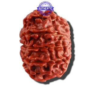 10 Mukhi Nepalese Rudraksha - Bead No. 114