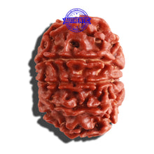 Load image into Gallery viewer, 10 Mukhi Nepalese Rudraksha - Bead No. 114
