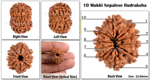 10 Mukhi Nepalese Rudraksha - Bead No. 121